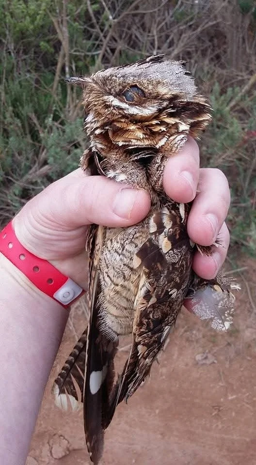 红颈夜鹰(Caprimulgus ruficollis)