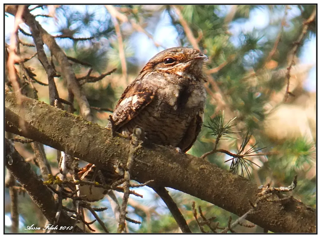 红颈夜鹰(Caprimulgus ruficollis)