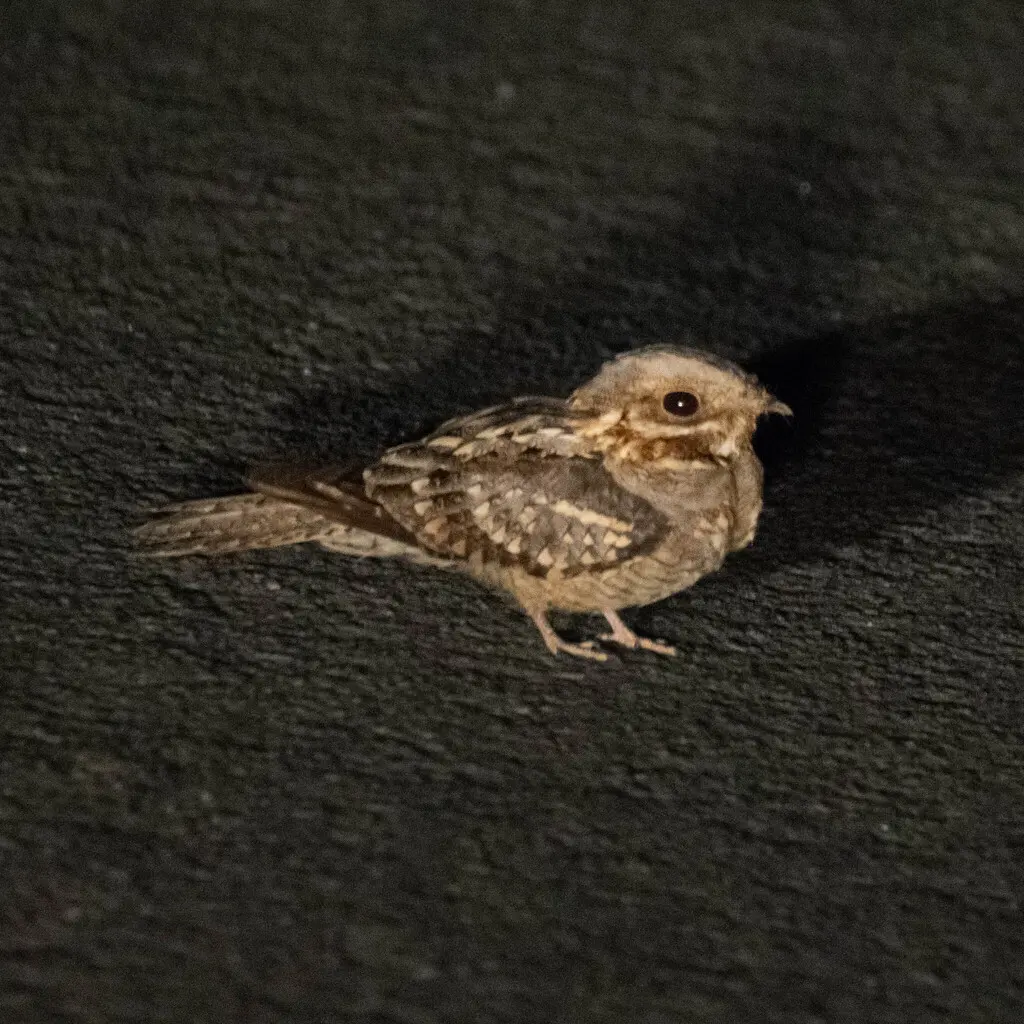 红颈夜鹰(Caprimulgus ruficollis)