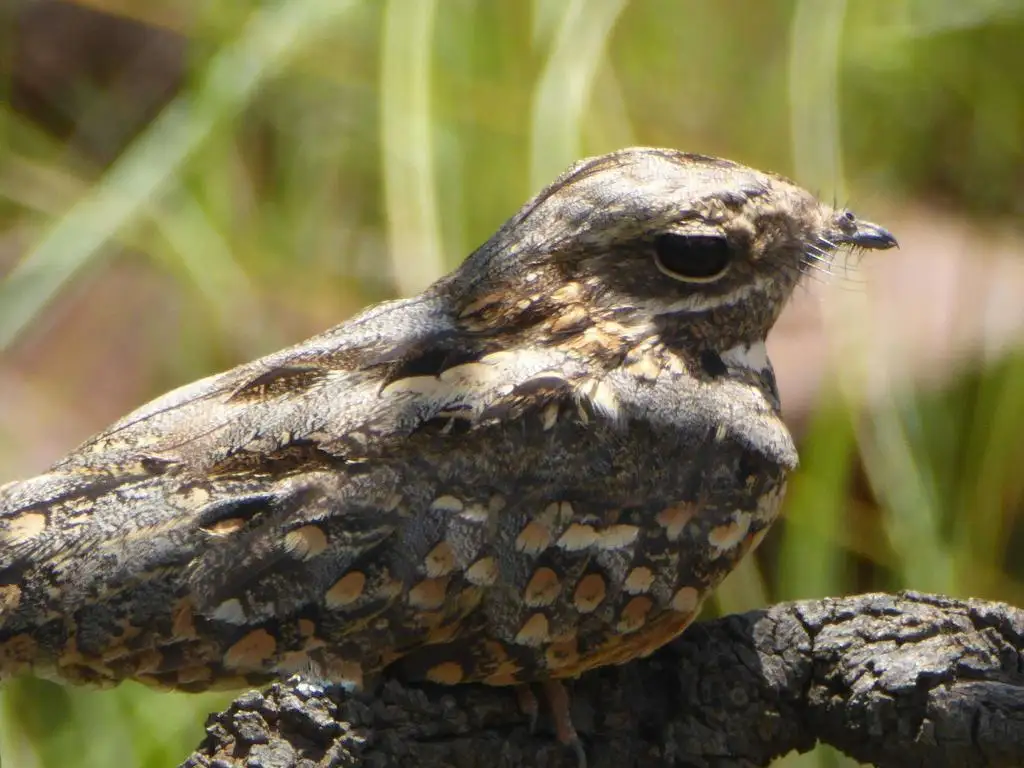 棕颊夜鹰（Caprimulgus rufigena）