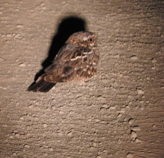 棕颊夜鹰（Caprimulgus rufigena）