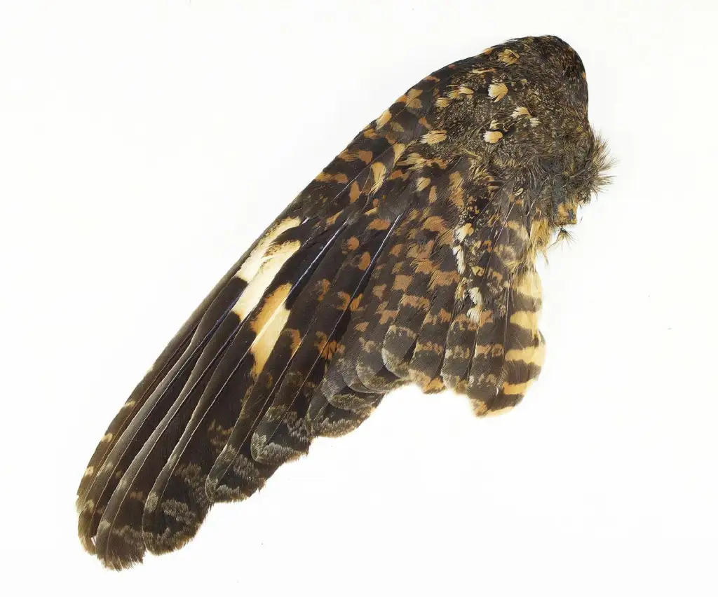 内基萨夜鹰(Caprimulgus solala)