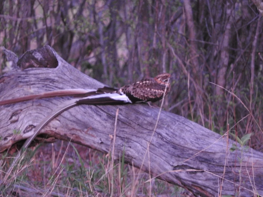 翎翅夜鹰(Caprimulgus vexillarius)