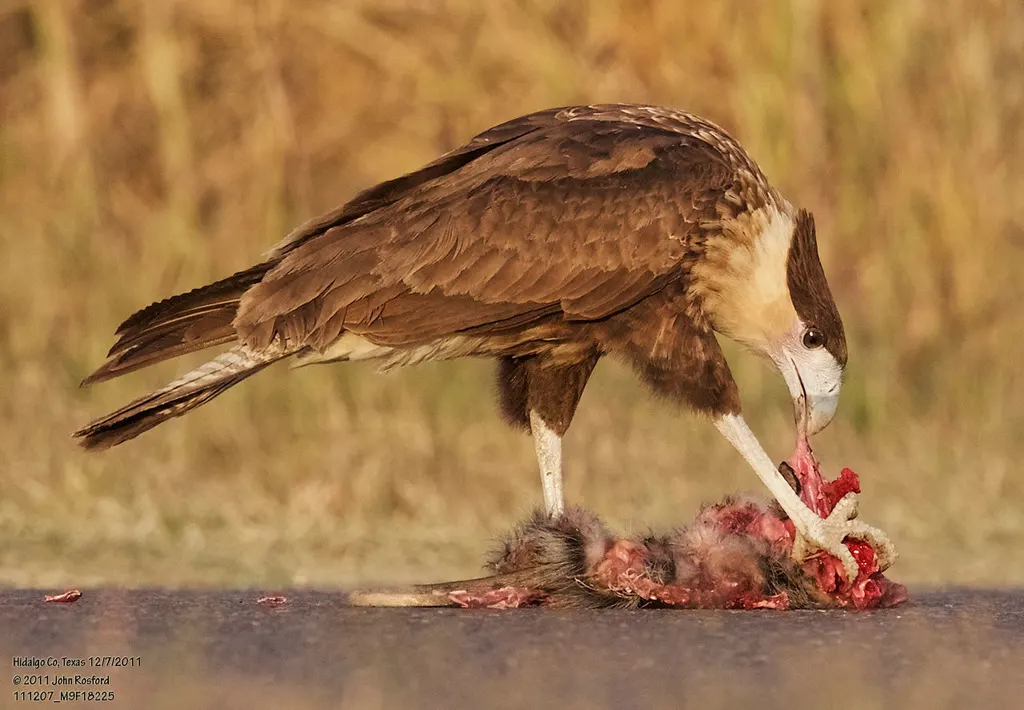 凤头巨隼(Caracara plancus)