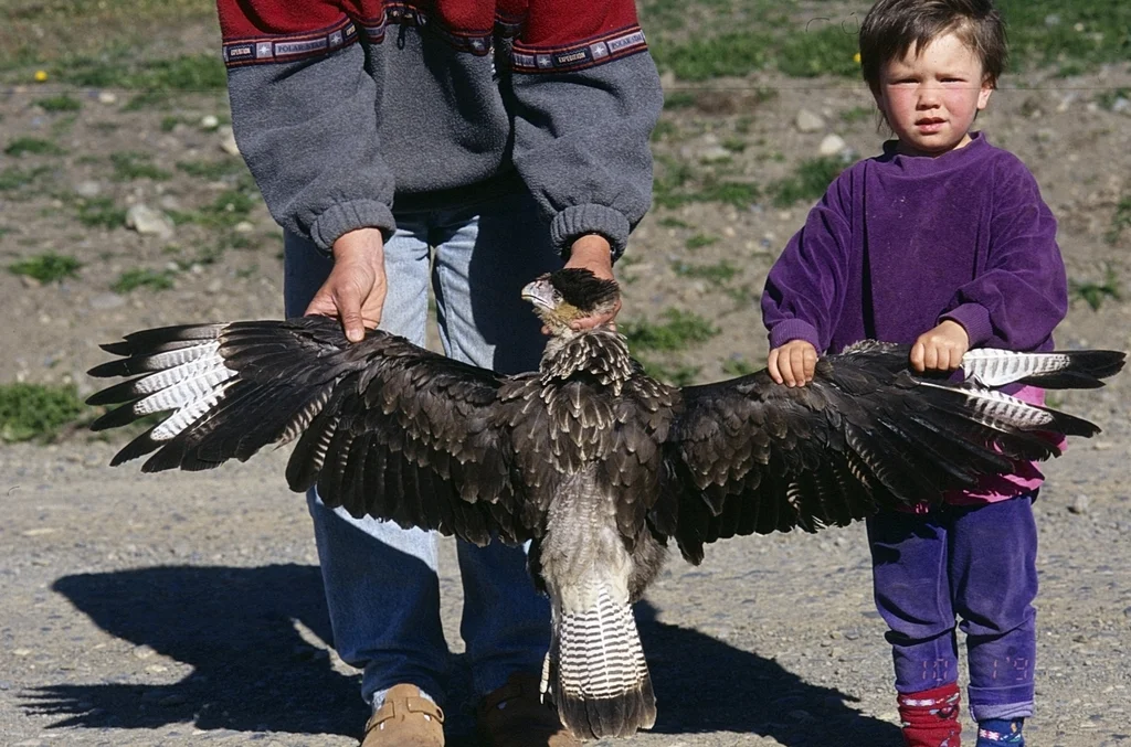 凤头巨隼(Caracara plancus)