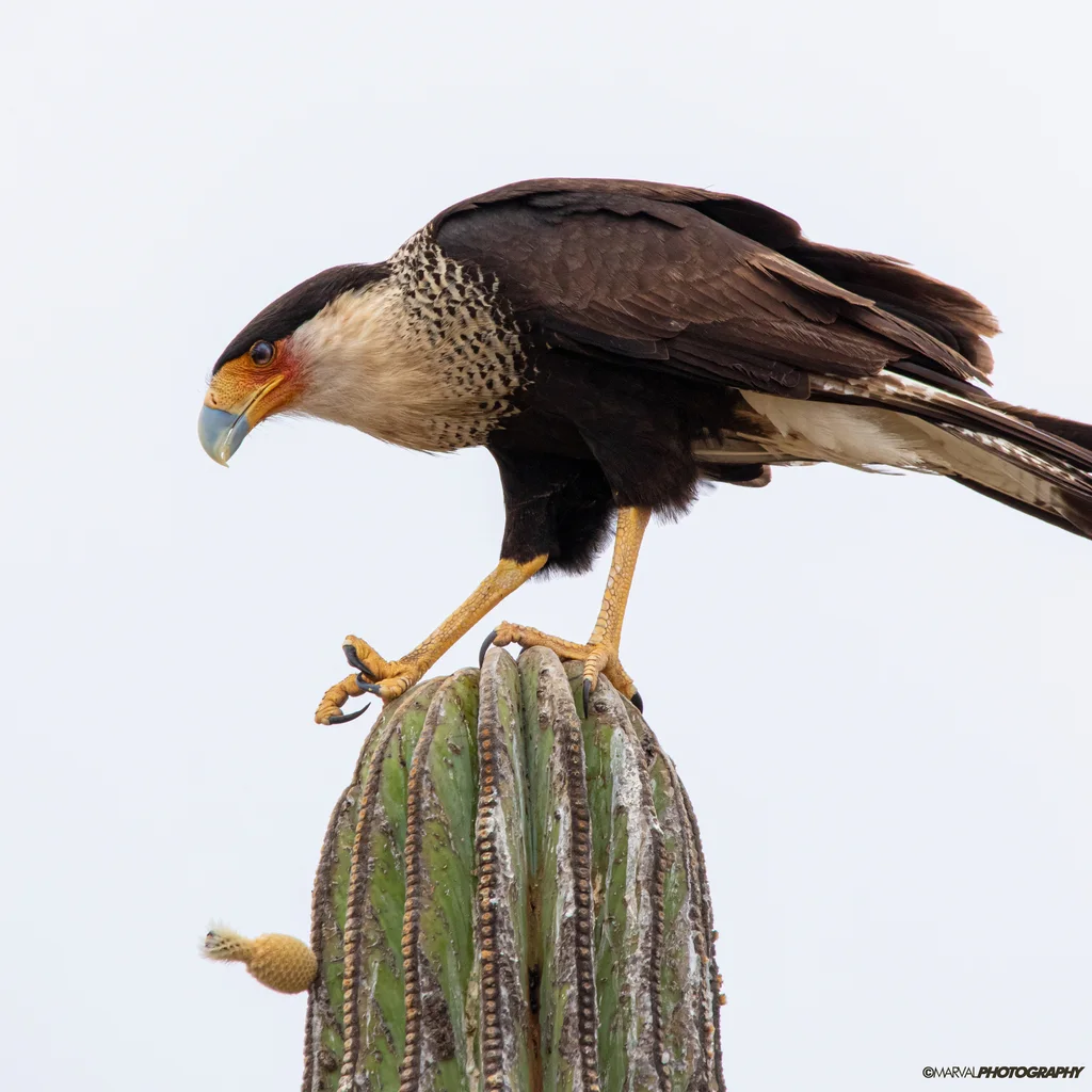 凤头巨隼(Caracara plancus)
