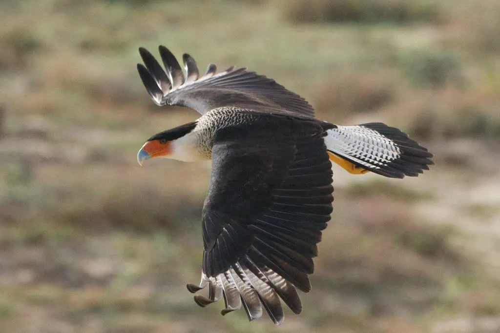 凤头巨隼(Caracara plancus)
