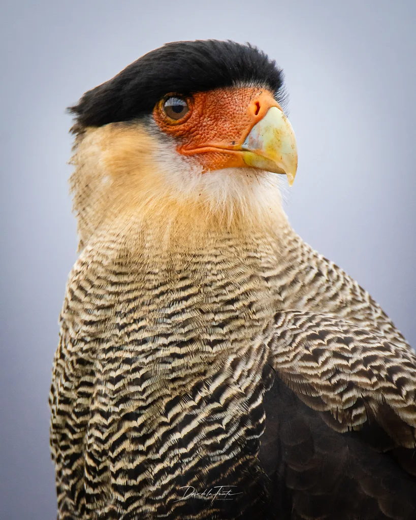 凤头巨隼(Caracara plancus)