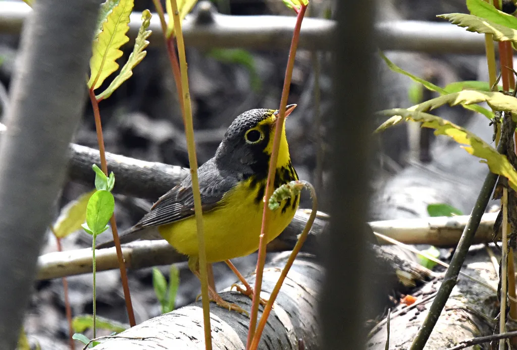 加拿大威森莺(Cardellina canadensis)