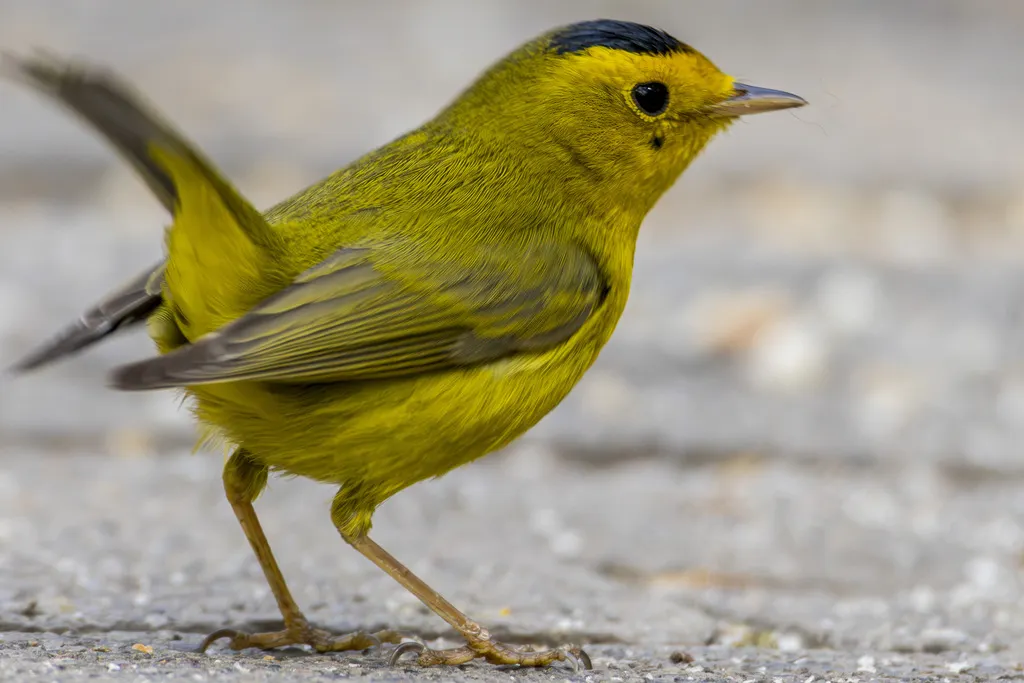 黑头威森莺(Cardellina pusilla)