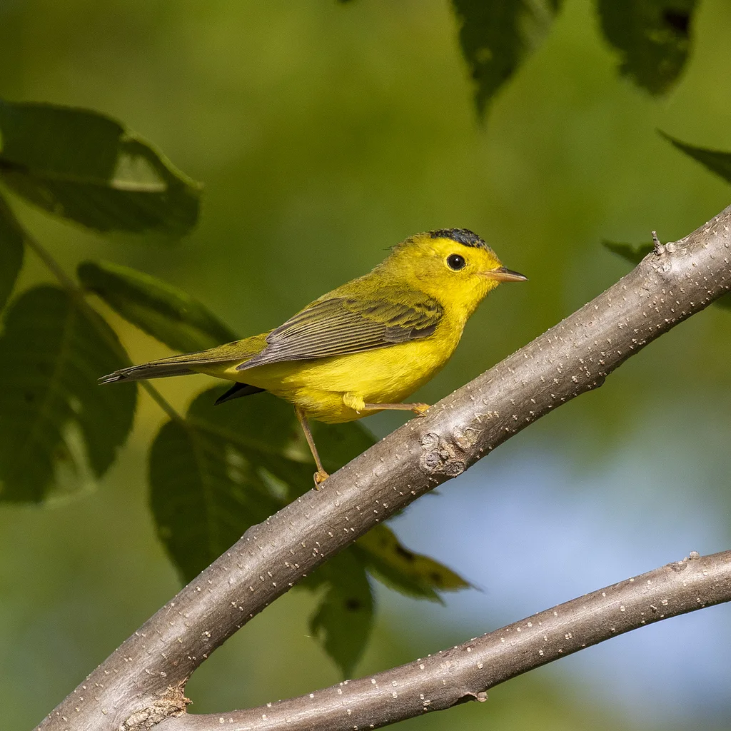 黑头威森莺(Cardellina pusilla)