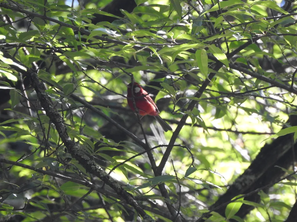 红头虫莺(Cardellina rubra)
