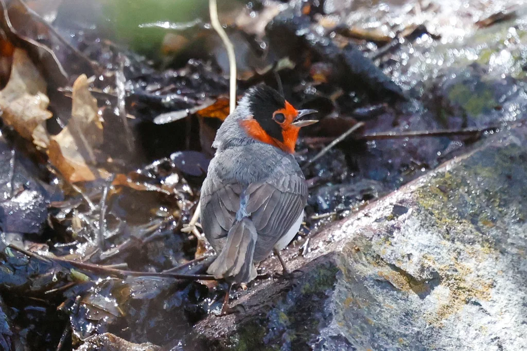 红脸森莺（Cardellina rubrifrons）