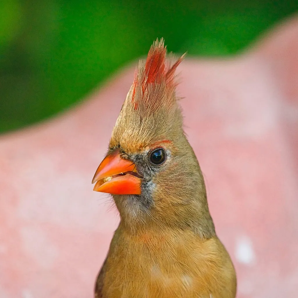 主红雀(Cardinalis cardinalis)