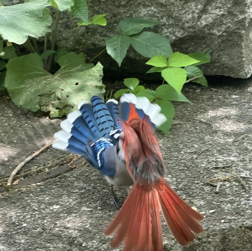 主红雀(Cardinalis cardinalis)