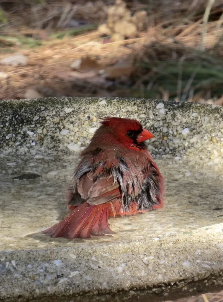 主红雀(Cardinalis cardinalis)