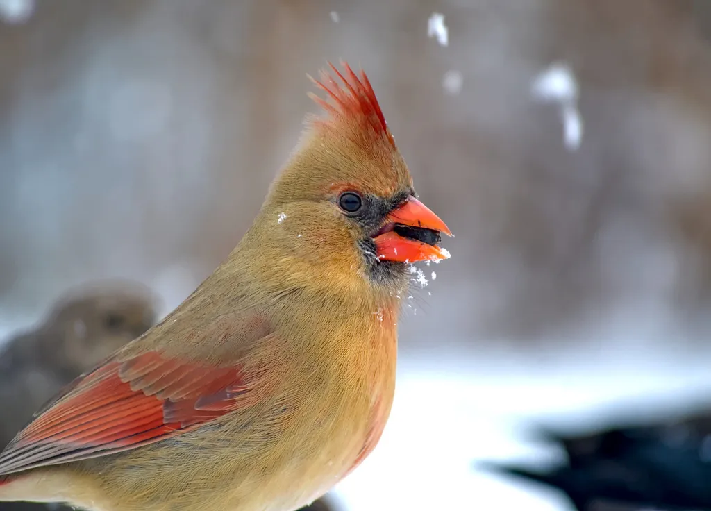 主红雀(Cardinalis cardinalis)