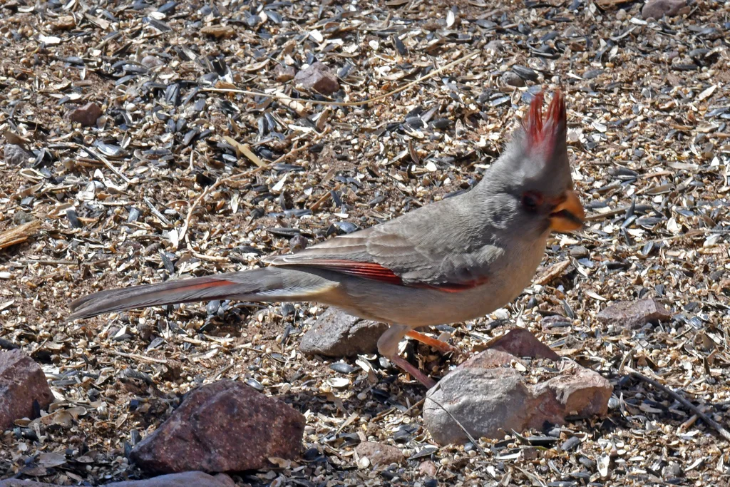 灰额主红雀(Cardinalis sinuatus)