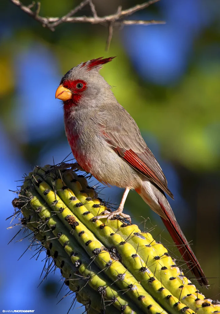 灰额主红雀(Cardinalis sinuatus)