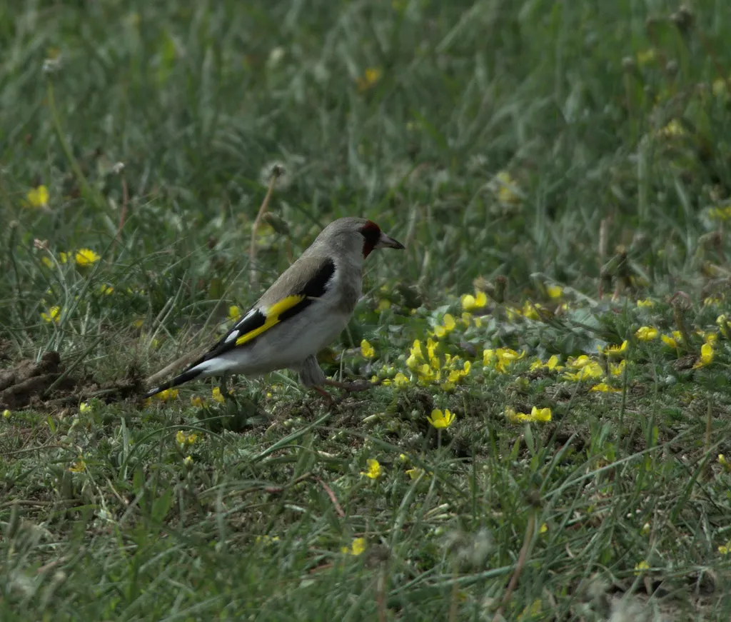 灰冠金翅雀(Carduelis caniceps)