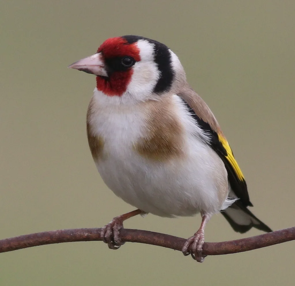 红额金翅雀(Carduelis carduelis)