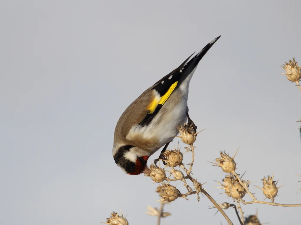 红额金翅雀(Carduelis carduelis)