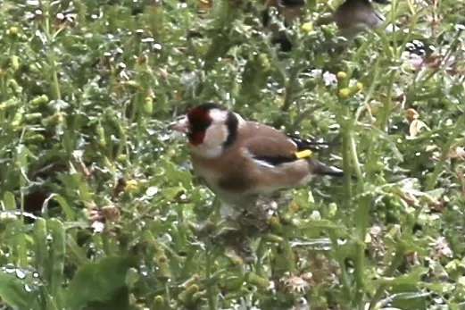 红额金翅雀(Carduelis carduelis)