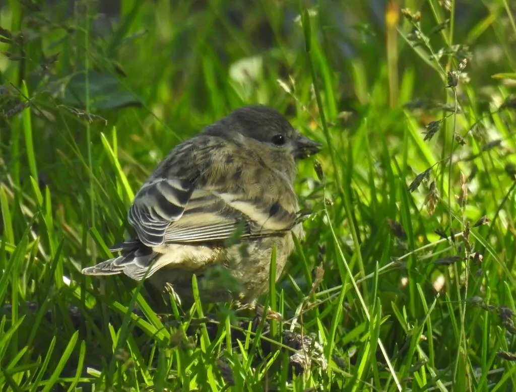桔黄丝雀(Carduelis citrinella)