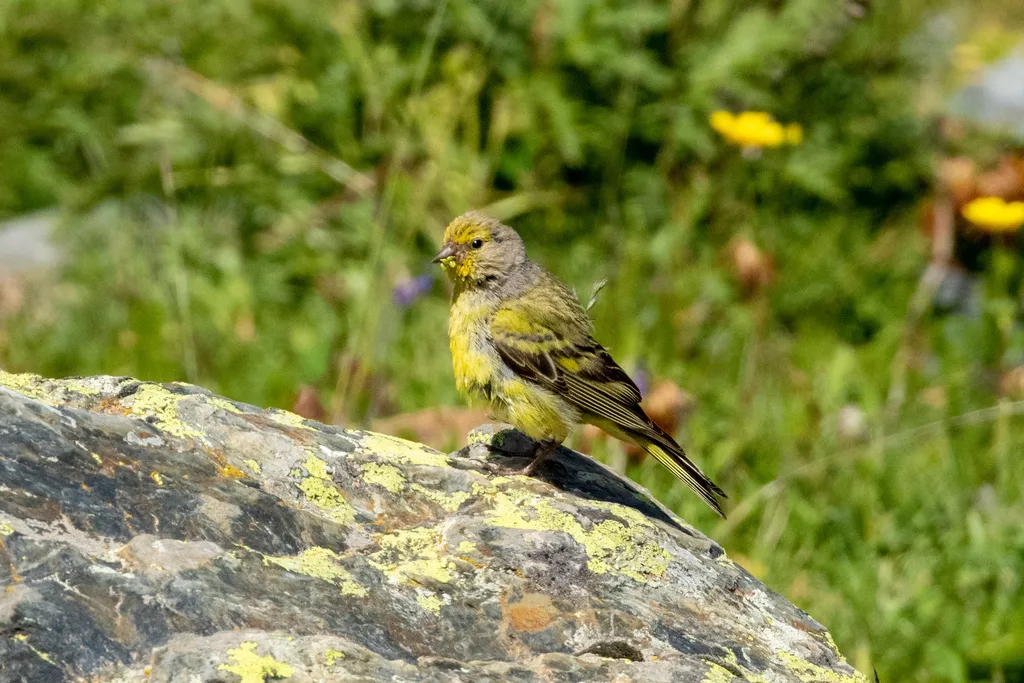 桔黄丝雀(Carduelis citrinella)