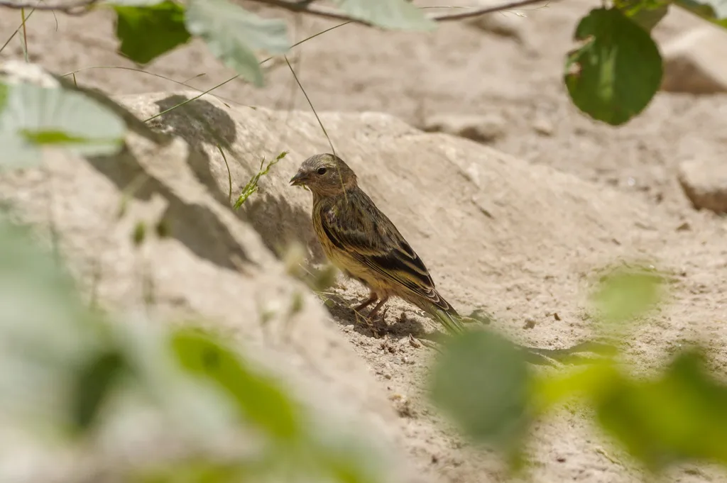 科西嘉黄丝雀(Carduelis corsicana)