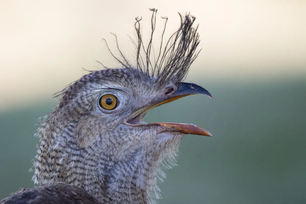 红腿叫鹤(Cariama cristata)