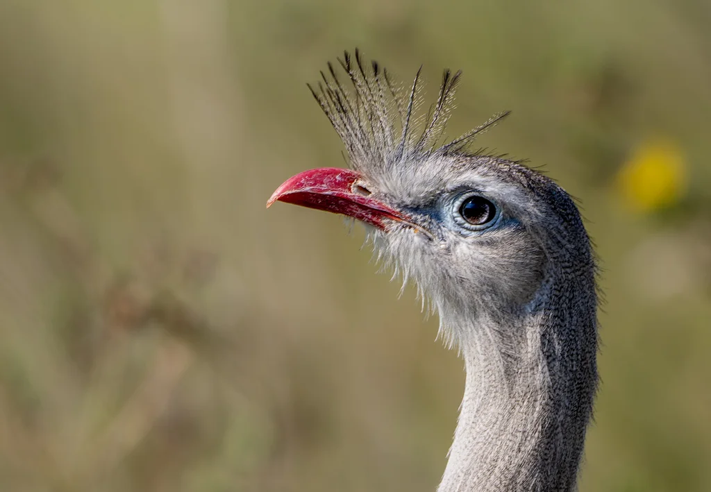 红腿叫鹤(Cariama cristata)