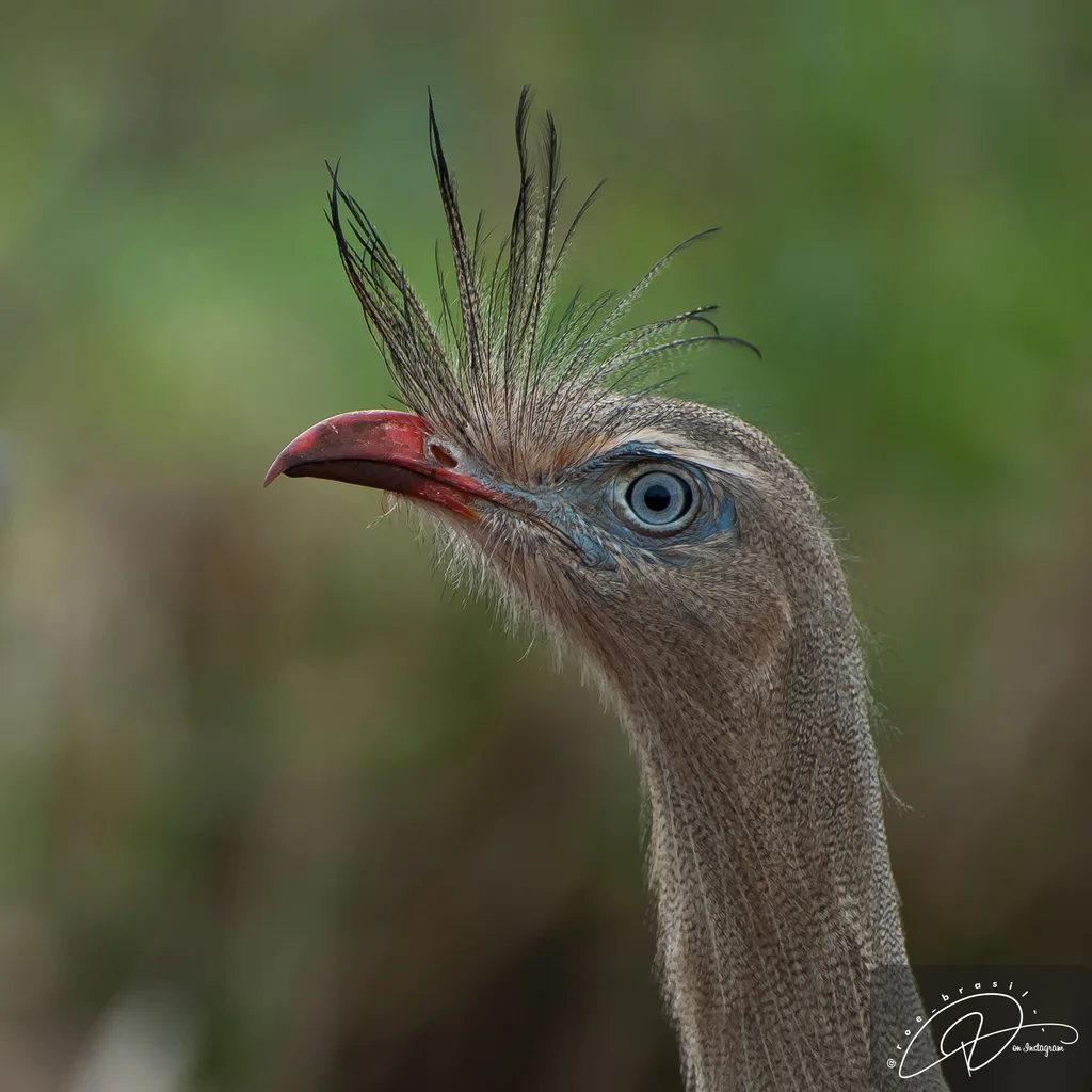 红腿叫鹤(Cariama cristata)
