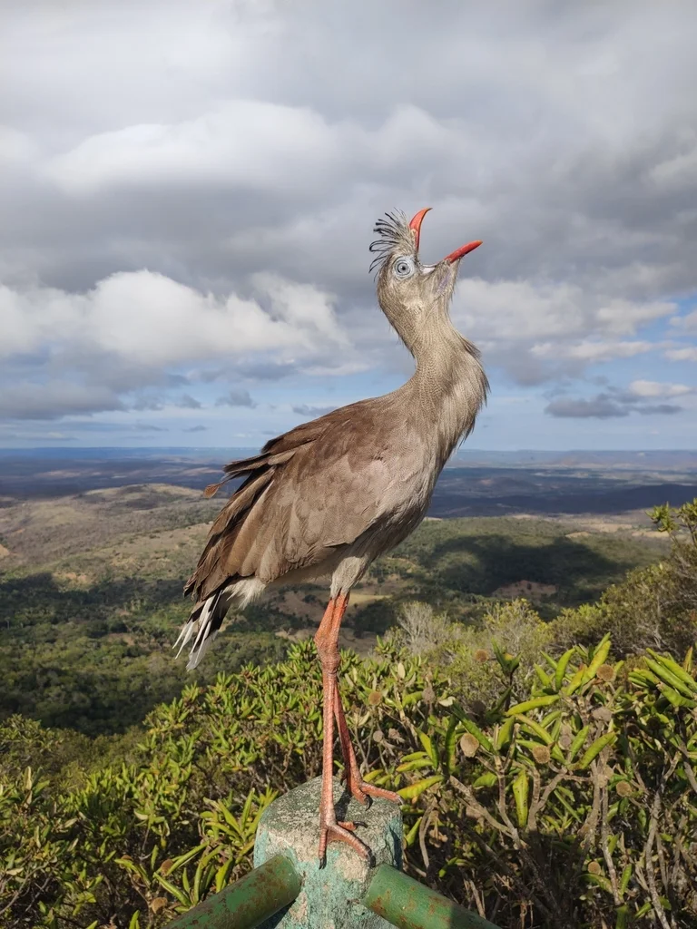 红腿叫鹤(Cariama cristata)