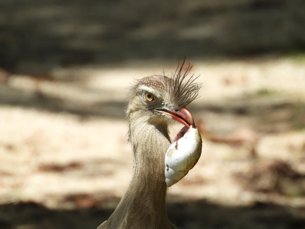 红腿叫鹤(Cariama cristata)