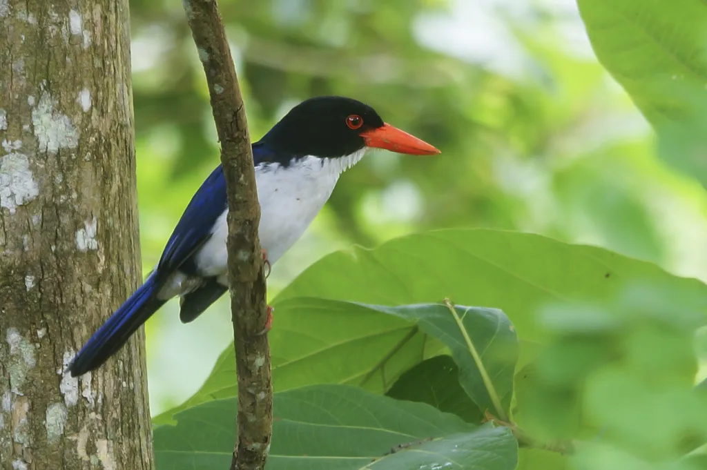 白腰翡翠（Caridonax fulgidus）