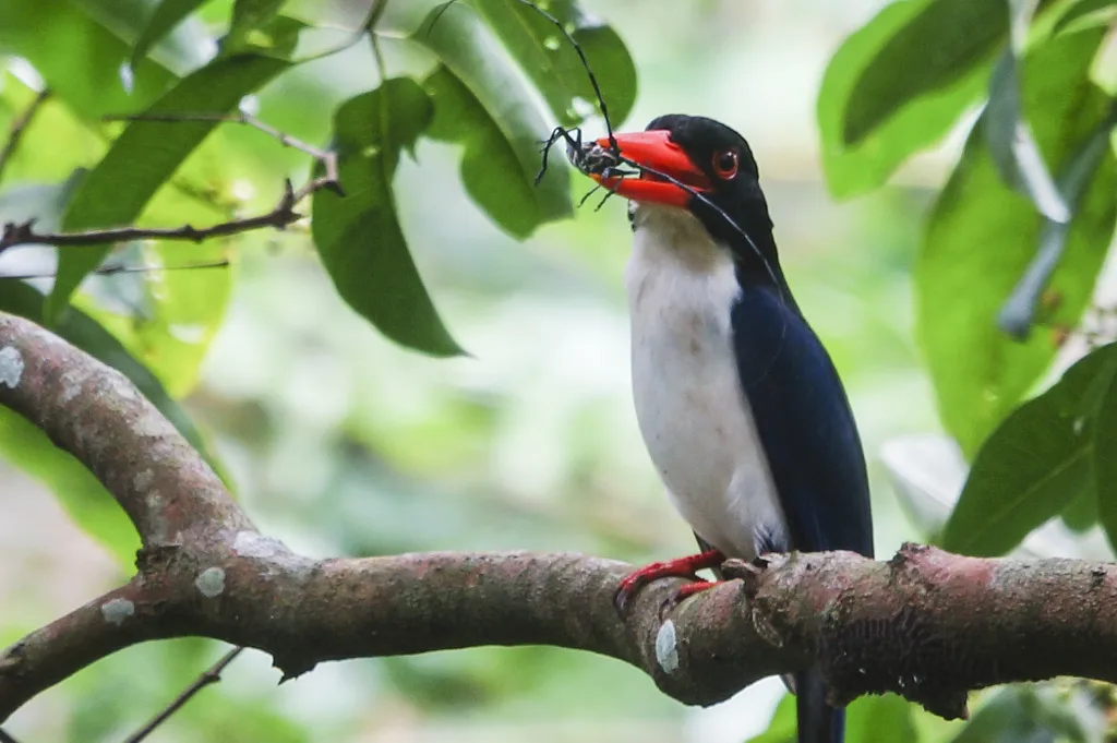 白腰翡翠（Caridonax fulgidus）