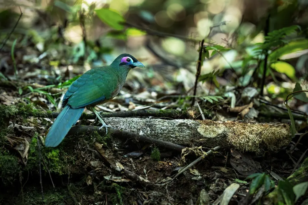 苏门答腊地鹃(Carpococcyx viridis)