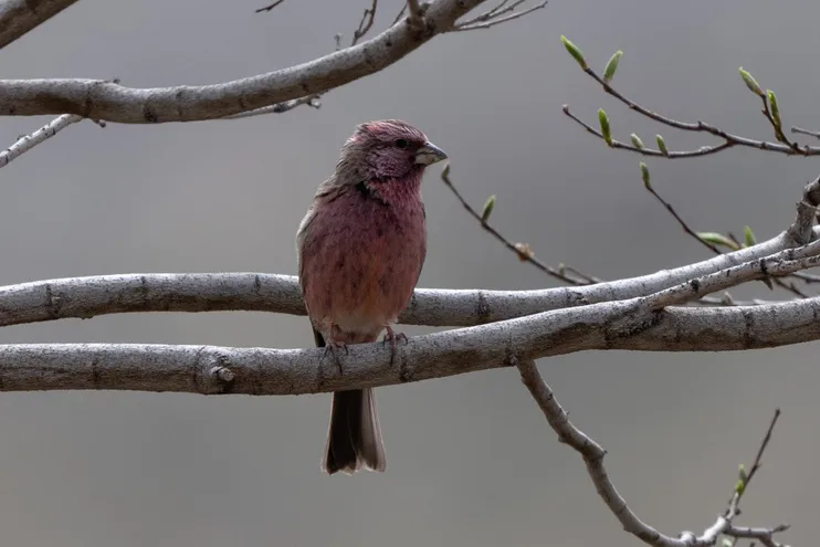 中华朱雀（Carpodacus davidianus）