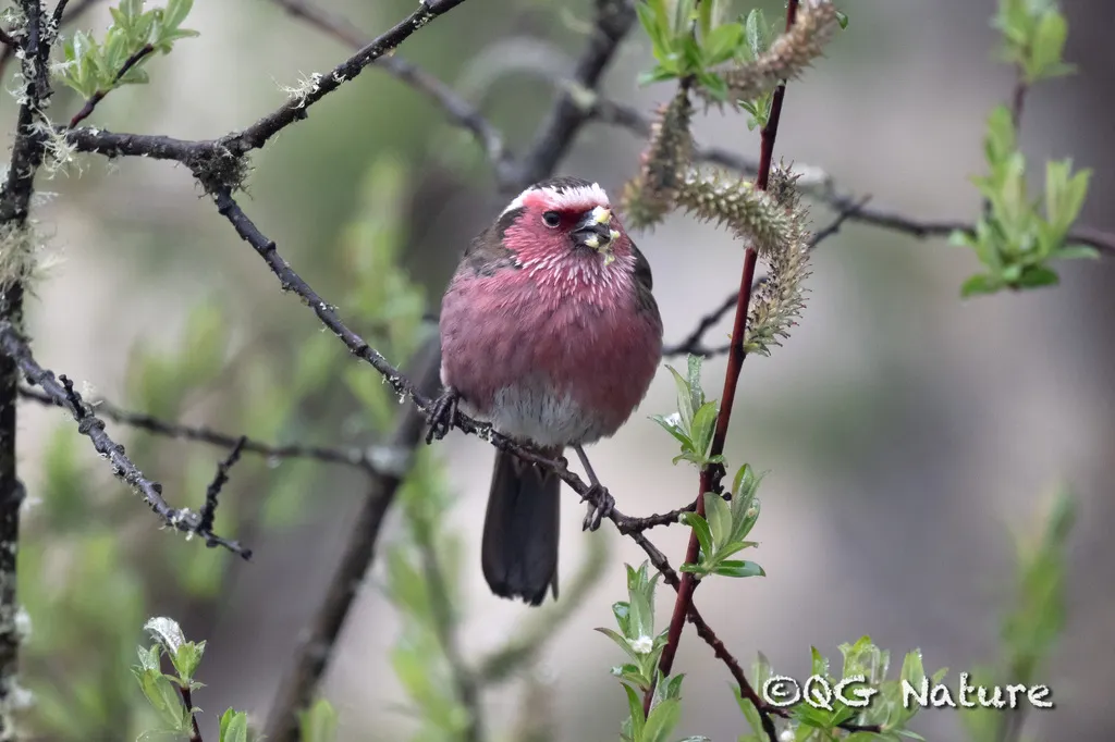 白眉朱雀（Carpodacus dubius）