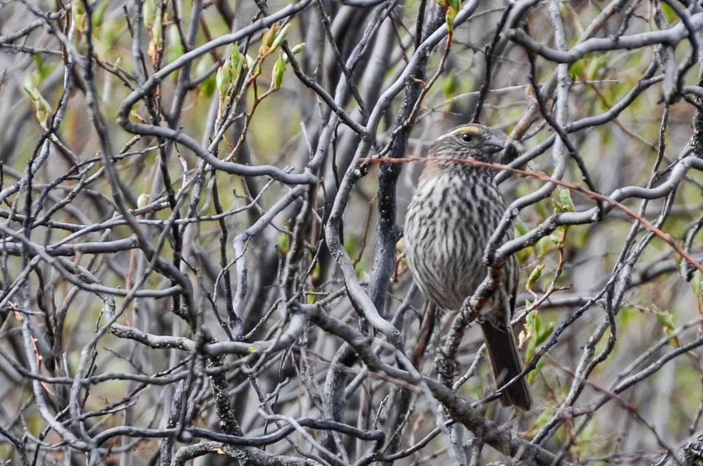 白眉朱雀（Carpodacus dubius）