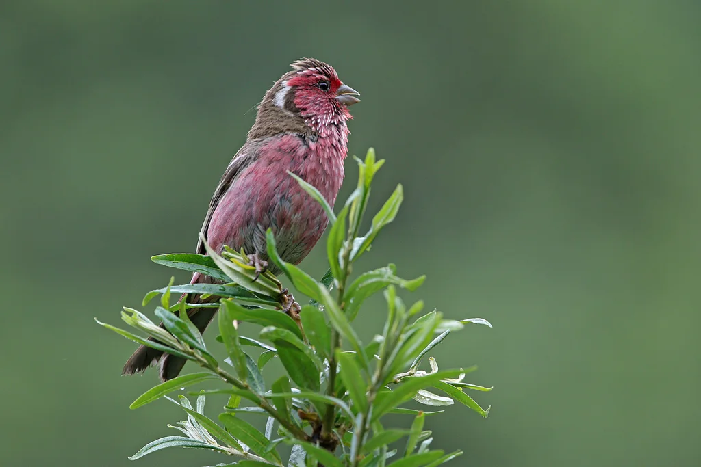 白眉朱雀（Carpodacus dubius）