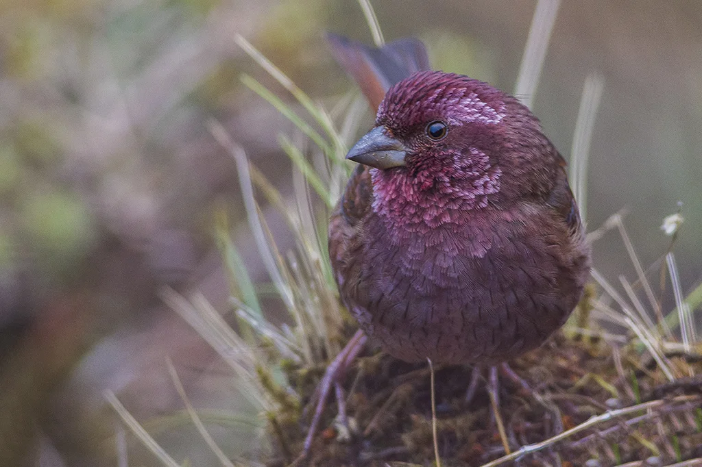 棕朱雀（Carpodacus edwardsii）