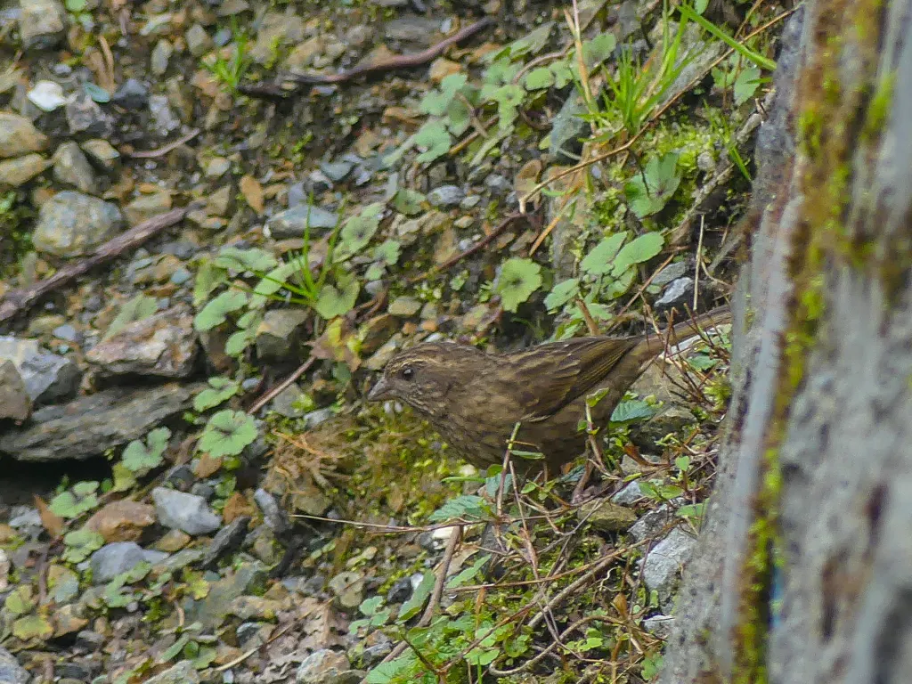 棕朱雀（Carpodacus edwardsii）