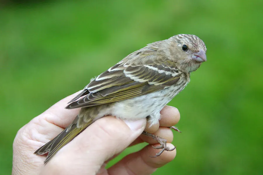 普通朱雀（Carpodacus erythrinus）