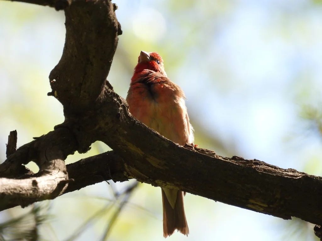 普通朱雀（Carpodacus erythrinus）