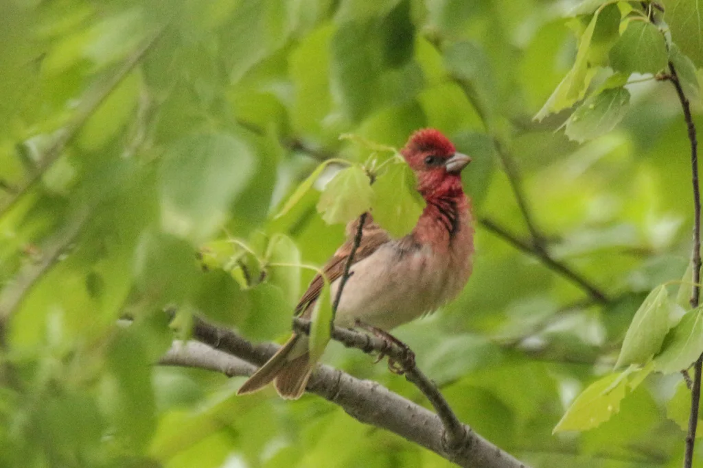 普通朱雀（Carpodacus erythrinus）