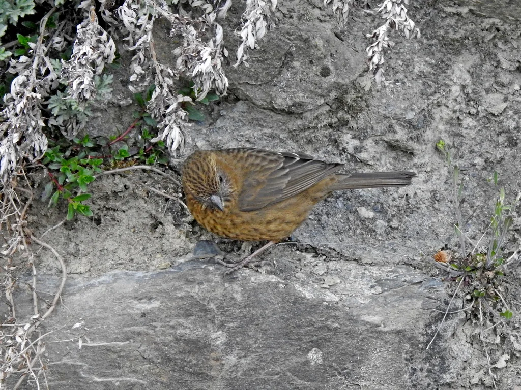 台湾酒红朱雀(Carpodacus formosanus)