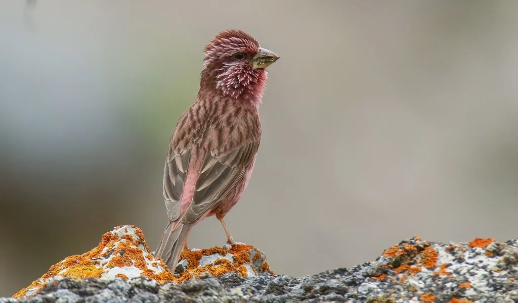 喜山红腰朱雀(Carpodacus grandis)
