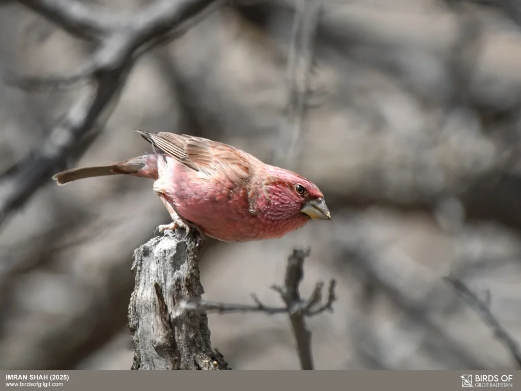 喜山红腰朱雀(Carpodacus grandis)